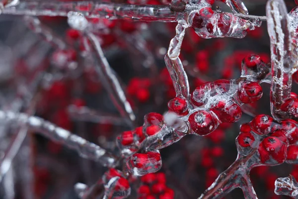 Baum Mit Roten Beeren Eisglasur Freien Wintertagen Nahaufnahme — Stockfoto