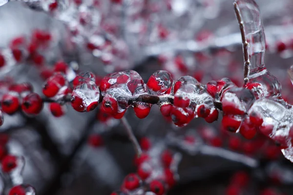 Baum Mit Roten Beeren Eisglasur Freien Wintertagen Nahaufnahme — Stockfoto