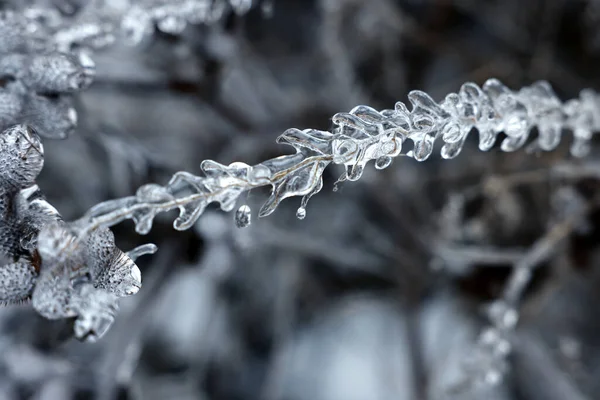 Planten Ijs Glazuur Buiten Winterdag Close — Stockfoto