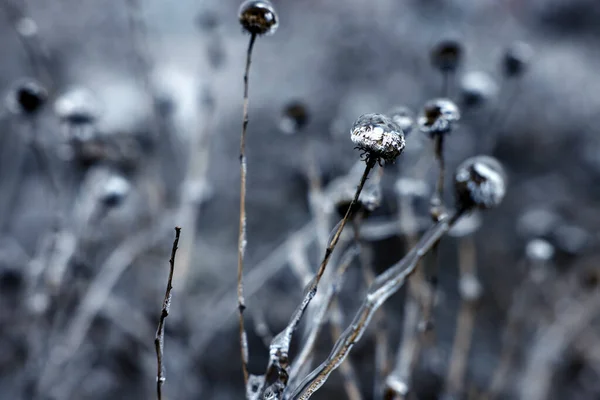 Droge Planten Ijs Glazuur Buiten Winterdag Close — Stockfoto