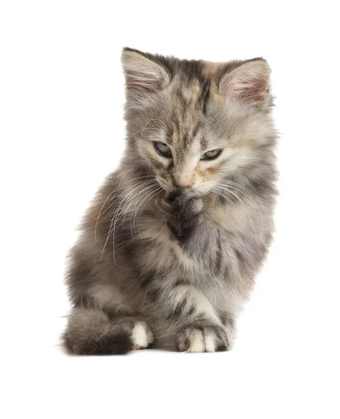 Söt Fluffig Kattunge Vit Bakgrund Bebisdjur — Stockfoto