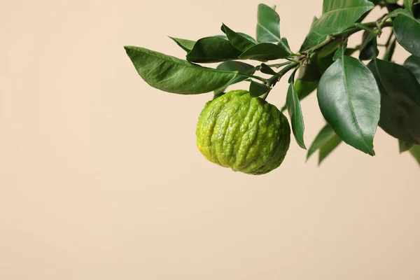 Rama Árbol Bergamota Con Fruta Sobre Fondo Beige Espacio Para — Foto de Stock