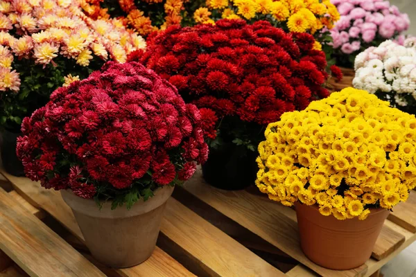 Όμορφο Διαφορετικό Χρώμα Λουλούδια Χρυσάνθεμα Γλάστρες Ξύλινη Παλέτα — Φωτογραφία Αρχείου