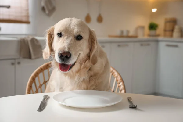 Cute Głodny Pies Czeka Jedzenie Przy Stole Pustym Talerzem Kuchni — Zdjęcie stockowe