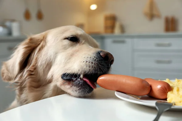 Cão Bonito Tentando Roubar Salsicha Mesa Cozinha — Fotografia de Stock