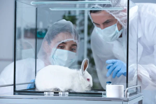 Scientifiques Observant Lapin Blanc Laboratoire Chimique Essais Sur Animaux — Photo