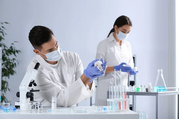 Wissenschaftler Mit Ratte Chemischen Labor Tierversuche — Stockfoto