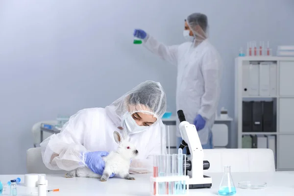 Forskare Som Arbetar Med Kanin Kemiskt Laboratorium Djurförsök — Stockfoto