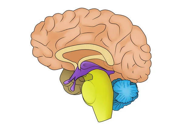 Εικονογράφηση Του Ανθρώπινου Εγκεφάλου Λευκό Φόντο — Φωτογραφία Αρχείου