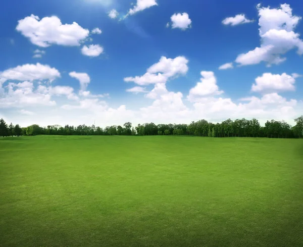 Güneşli bir günde yeşil çimenli güzel bir park manzarası