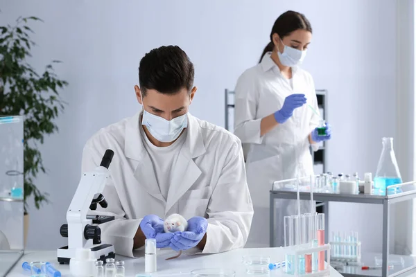Wissenschaftler Mit Ratte Chemischen Labor Tierversuche — Stockfoto