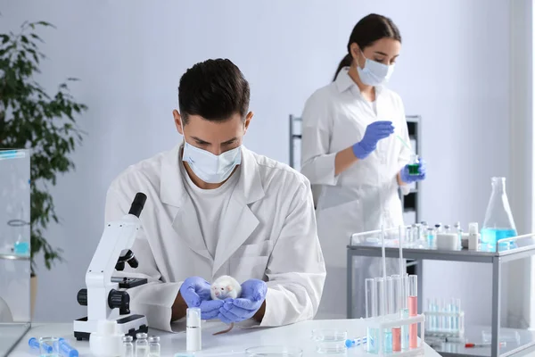 Científico Con Rata Laboratorio Químico Ensayos Con Animales —  Fotos de Stock