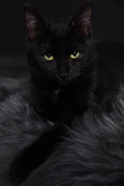 Schwarze Katze Mit Schönen Augen Auf Unscharfem Teppich Vor Dunklem — Stockfoto