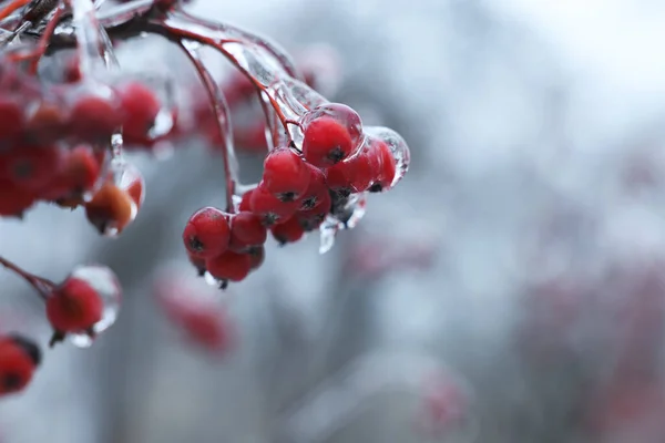 Tree Red Berries Ice Glaze Outdoors Winter Day Closeup Space — Stock Photo, Image