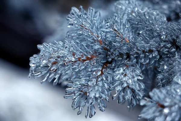 Vista Perto Abeto Azul Esmalte Gelo Livre Dia Inverno — Fotografia de Stock
