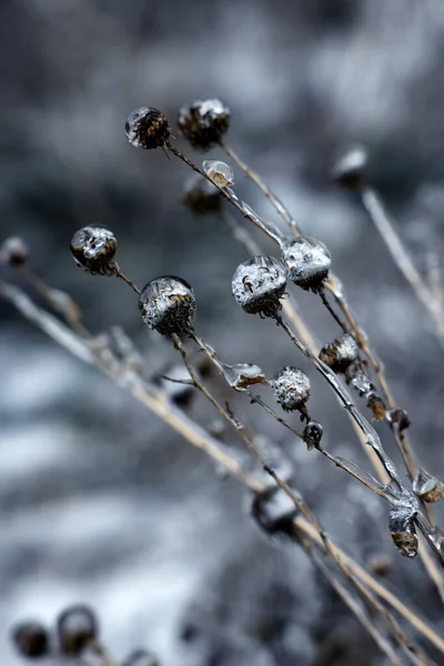 Suché Rostliny Ledu Glazura Venku Zimní Den Detailní Záběr — Stock fotografie
