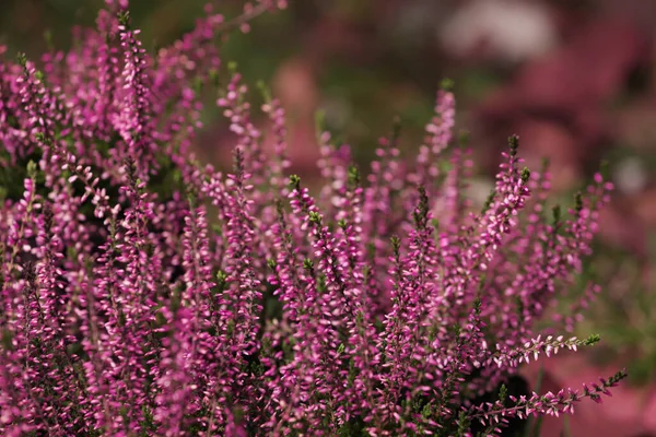 Heather Shrubs Beautiful Flowers Outdoors Closeup — Stock Photo, Image