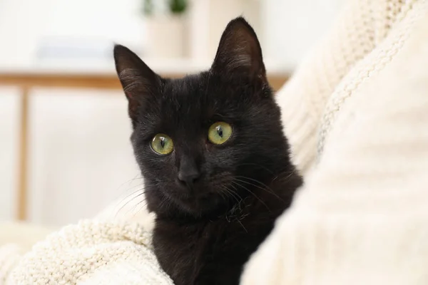 Omistaja Hänen Ihana Musta Kissa Kotona Lähikuva — kuvapankkivalokuva