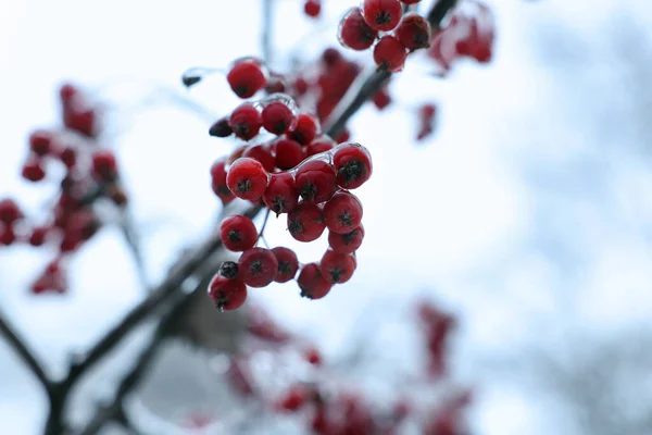 Árvore Com Bagas Vermelhas Esmalte Gelo Livre Dia Inverno Close — Fotografia de Stock