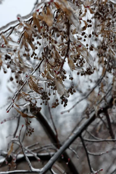 Tree Branches Seeds Ice Glaze Outdoors Winter Day Closeup — Stock Photo, Image