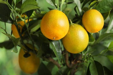 Olgun meyveli limon ağacının yakın görüntüsü.