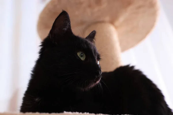 Αξιολάτρευτη Μαύρη Γάτα Όμορφα Μάτια Στην Κούρνια Του Δέντρου Δραστηριότητας — Φωτογραφία Αρχείου