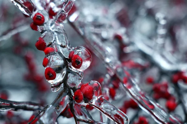 Strom Červenými Bobulemi Ledové Polevě Venku Zimní Den Detailní Záběr — Stock fotografie