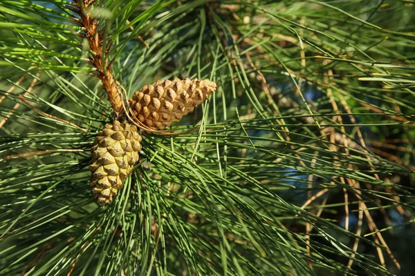 Cones Crescendo Ramo Pinho Livre Close — Fotografia de Stock