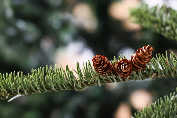 Closeup View Beautiful Coniferous Tree Branch Cones Blurred Background — Stock Photo, Image