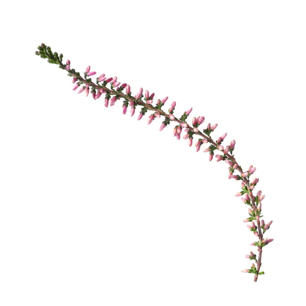 Sprig Ljung Med Vackra Blommor Isolerade Vit — Stockfoto