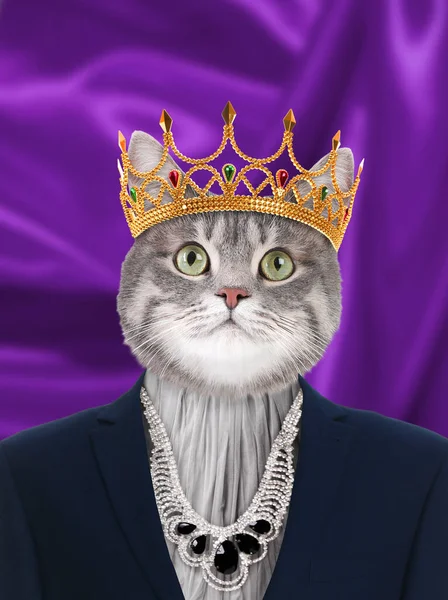 Cute Cat Dressed Royal Person Purple Background — Stock Photo, Image