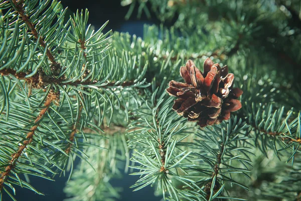 Coniferous Tree Branch Cone Outdoors Closeup — Stock Photo, Image