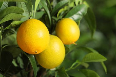 Olgun meyveli limon ağacının yakın görüntüsü.