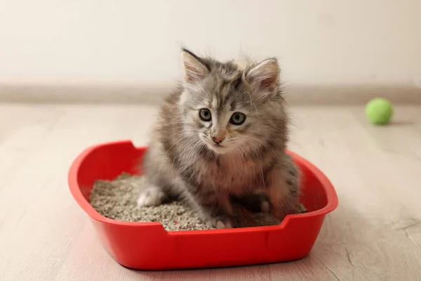 Cute Fluffy Kitten Litter Box Home — Stock Photo, Image
