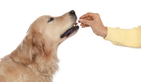 Vrouw Geven Pil Aan Schattige Hond Witte Achtergrond Close Vitaminen — Stockfoto