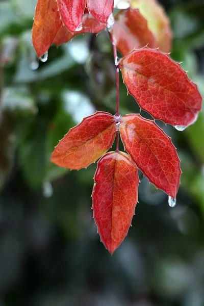 Güzel Kırmızı Yapraklı Bitki Buz Kaplı Kış Günü Açık Havada — Stok fotoğraf