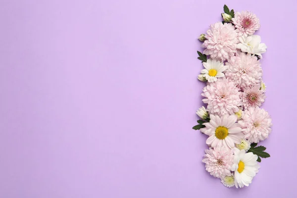 Όμορφα Χρυσάνθεμο Λουλούδια Βιολετί Φόντο Επίπεδη Θέσει Χώρος Για Κείμενο — Φωτογραφία Αρχείου