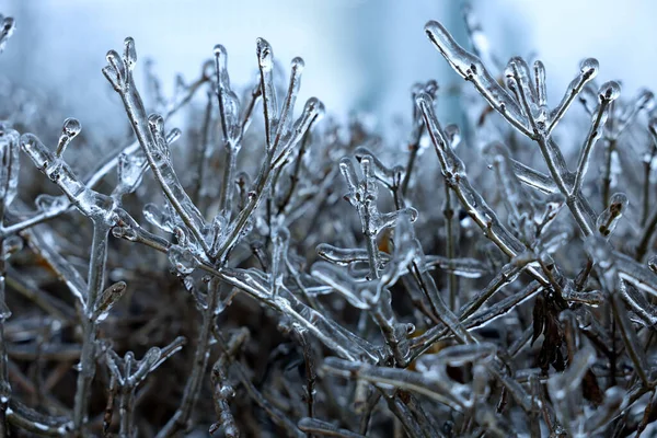 冰上的植物在室外结冰 — 图库照片