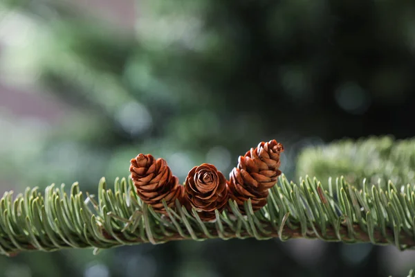 Vue Rapprochée Une Belle Branche Conifères Avec Des Cônes Sur — Photo