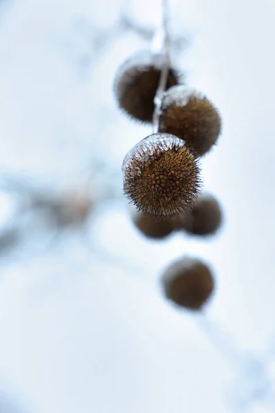 Vista Perto Árvore Sicômoro Com Bolas Sementes Esmalte Gelo Livre — Fotografia de Stock