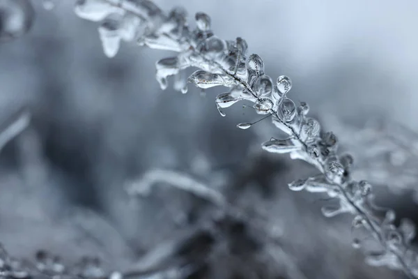 Wintertagen Freien Eisglasur Pflanzen Nahaufnahme — Stockfoto