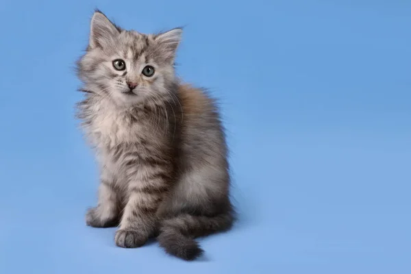 Lindo Gatito Esponjoso Sobre Fondo Azul Claro Espacio Para Texto — Foto de Stock