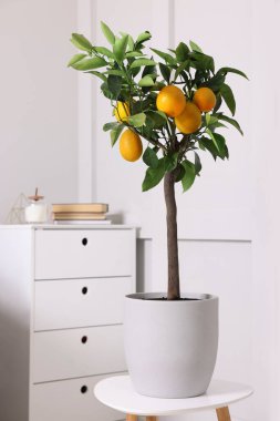Minimalist iç tasarım için fikir. Küçük saksıda limon ağacı ve masada meyveler.