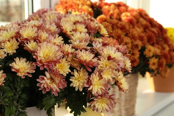 Красиві Квіти Горщиками Хризантеми Підвіконні Приміщенні Крупним Планом — стокове фото