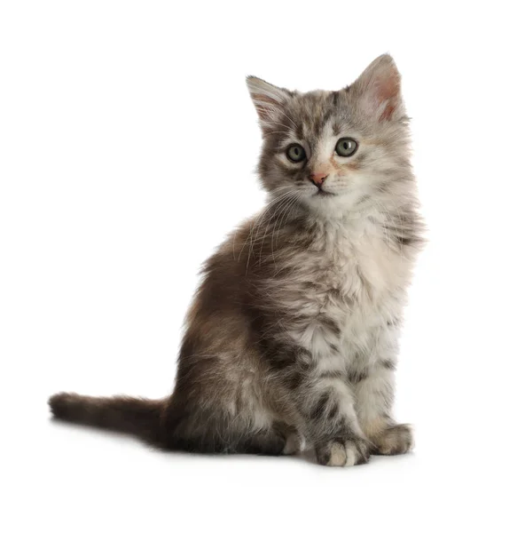 Söt Fluffig Kattunge Vit Bakgrund Bebisdjur — Stockfoto