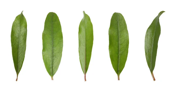 Set Med Gröna Blad Granatäpple Växt Vit Bakgrund Banderolldesign — Stockfoto