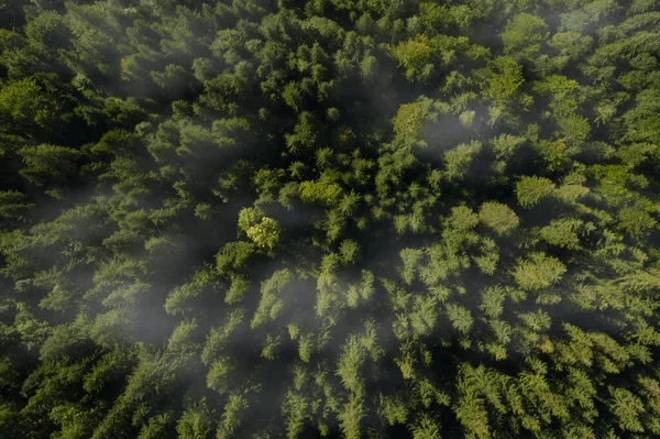 Vista Aérea Bela Paisagem Com Floresta — Fotografia de Stock