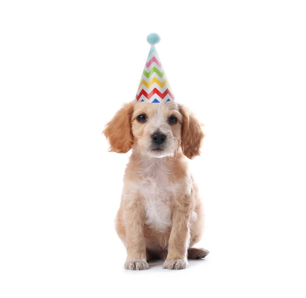 Bonito Inglês Cocker Spaniel Filhote Cachorro Com Chapéu Festa Fundo — Fotografia de Stock