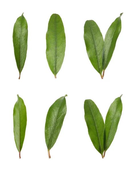Set Green Leaves Pomegranate Plant White Background — Stock Photo, Image