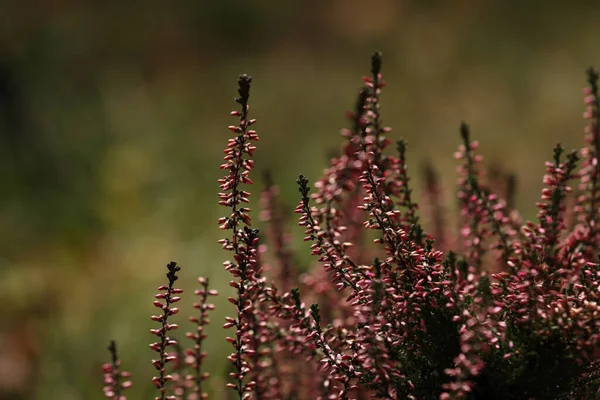 Heather Buske Med Vackra Blommor Utomhus Närbild — Stockfoto